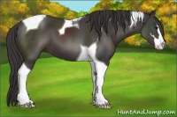 Horse Color:Smoky Black Sabino Tobiano