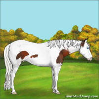 Horse Color:Silver Brown Splash Tobiano 