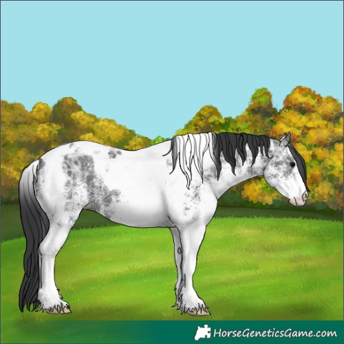 Horse Color:White Spotted Black Ice Tobiano