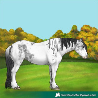 Horse Color:White Spotted Black Ice Tobiano