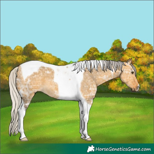 Horse Color:Silver Buckskin Ice Dun Tobiano 