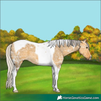 Horse Color:Silver Buckskin Ice Dun Tobiano