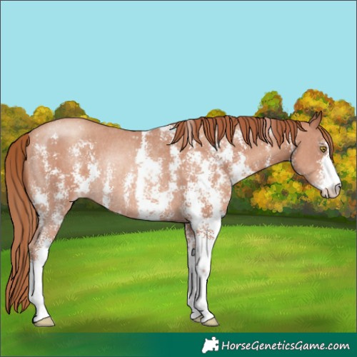 Horse Color:Gold Champagne Sabino Rabicano 