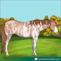 Horse Color:Gold Champagne Sabino Rabicano 