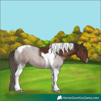 Horse Color:Liver Chestnut Tobiano