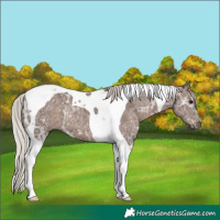 Horse Color:Silver Black Ice Tobiano 