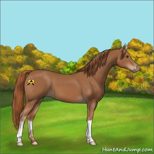 Horse Color:Chestnut 