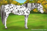 Horse Color:Liver Chestnut Sabino Splash Appaloosa  and Liver Chestnut Sabino Splash Appaloosa 