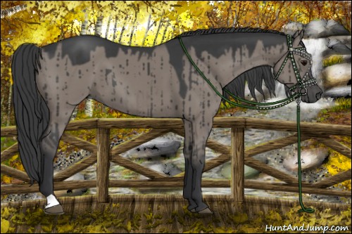 Horse Color:Grullo Brindle 