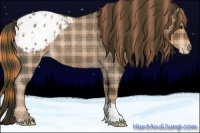 Horse Color:Plaid  Liver Red Roan Appaloosa 