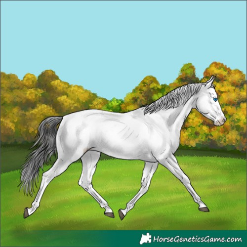 Horse Color:Liver Chestnut Frame 