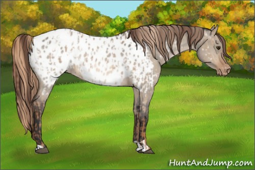 Horse Color:Red Dun Appaloosa and Bay Dun Appaloosa