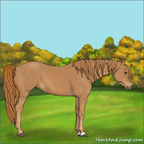 Horse Color:Chestnut 