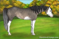 Horse Color:Brown Dun Sabino Splash