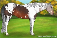 Horse Color:White Spotted Brown Tobiano 