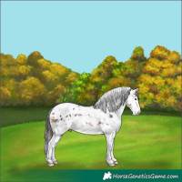 Horse Color:Liver Chestnut Splash Appaloosa 