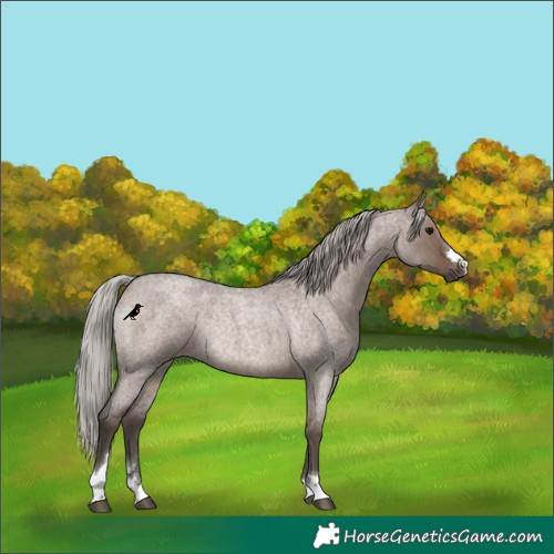 Horse Color:Silver Grullo Roan Rabicano 