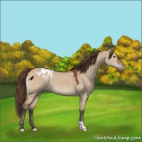 Horse Color:Bay Dun Appaloosa 