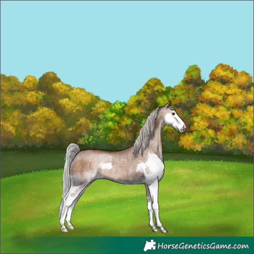 Horse Color:Silver Brown Dun Splash Rabicano 