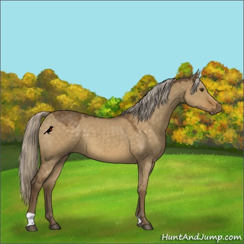 Horse Color:Chocolate Palomino Dun