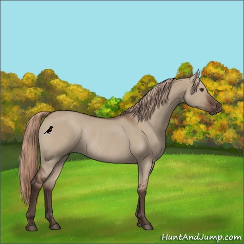 Horse Color:Liver Red Dun Rabicano 