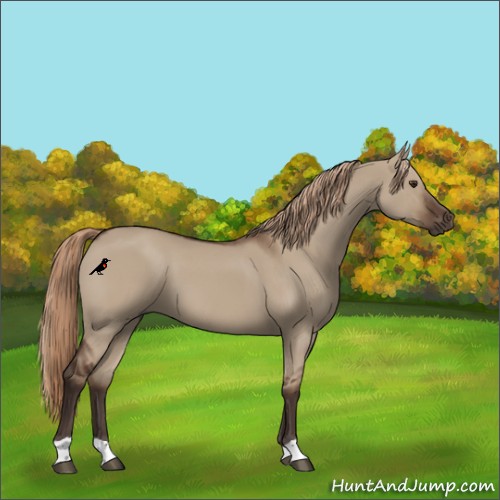 Horse Color:Liver Red Dun 