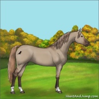 Horse Color:Liver Red Dun 
