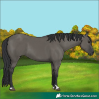 Horse Color:Grullo