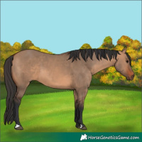 Horse Color:Bay Dun 