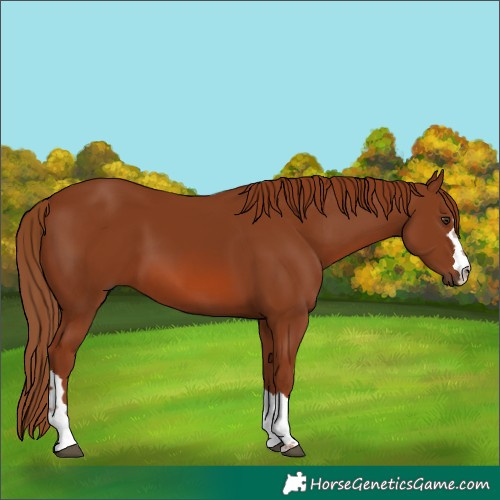 Horse Color:Chestnut 