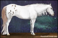 Horse Color:Buckskin Ice Roan Dun Tobiano Appaloosa