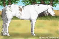 Horse Color:Blue Onyx Sabino Splash Appaloosa