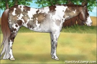 Horse Color:White Spotted Red Onyx Ice Sabino 