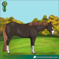 Horse Color:Liver Chestnut 