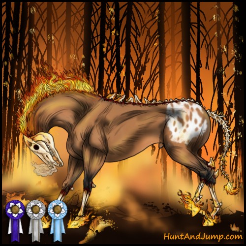 Horse Color:Bay Appaloosa 