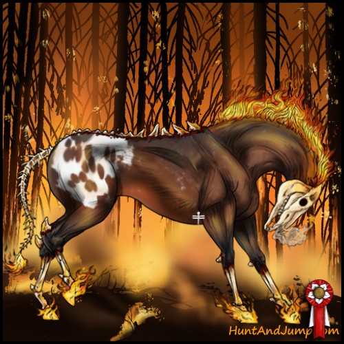 Horse Color:Bay Appaloosa 