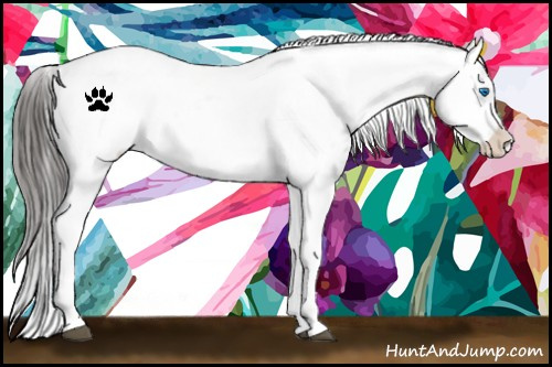 Horse Color:Black Splash Frame Near Leopard