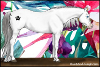 Horse Color:Black Splash Frame Near Leopard 