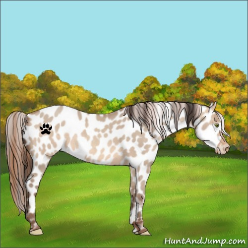 Horse Color:Sable Champagne Dun Appaloosa 