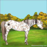 Horse Color:Sable Champagne Dun Appaloosa