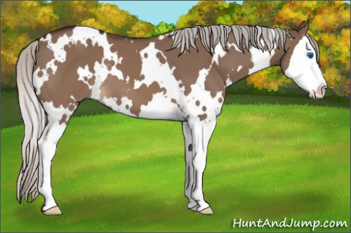 Horse Color:White Spotted Silver Brown Dun Splash 