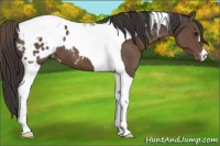 Horse Color:Smoky Black Tobiano Appaloosa 