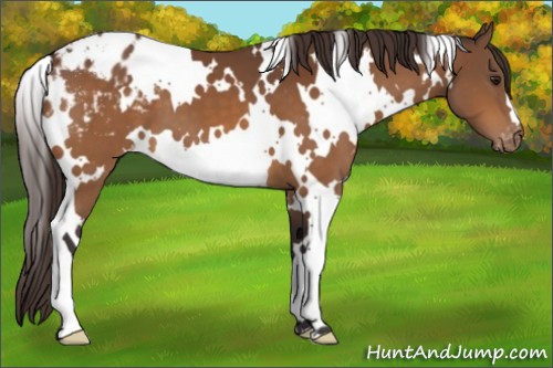 Horse Color:White Spotted Buckskin Appaloosa 