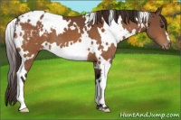 Horse Color:White Spotted Buckskin Varnish 