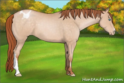 Horse Color:Buckskin Pearl Appaloosa 