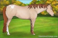 Horse Color:Buckskin Pearl Appaloosa 