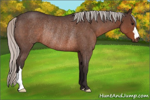 Horse Color:Silver Brown Roan Rabicano 