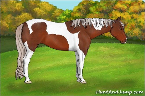 Horse Color:Silver Brown Tobiano 