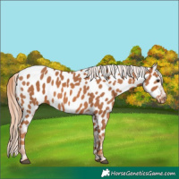 Horse Color:Chestnut Near Leopard 