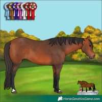 Horse Color:Bay 